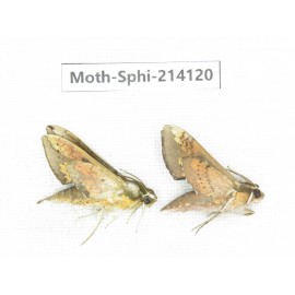 Sphingidae sp. China, Guizhou, Bijie area, Jinsha county. 2Pcs. Moth-Sphi-214120.