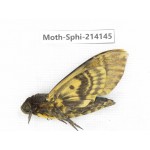 Sphingidae sp. China, Guizhou, Bijie area, Jinsha county. 1Pcs. Moth-Sphi-214145.