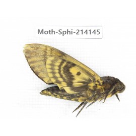 Sphingidae sp. China, Guizhou, Bijie area, Jinsha county. 1Pcs. Moth-Sphi-214145.
