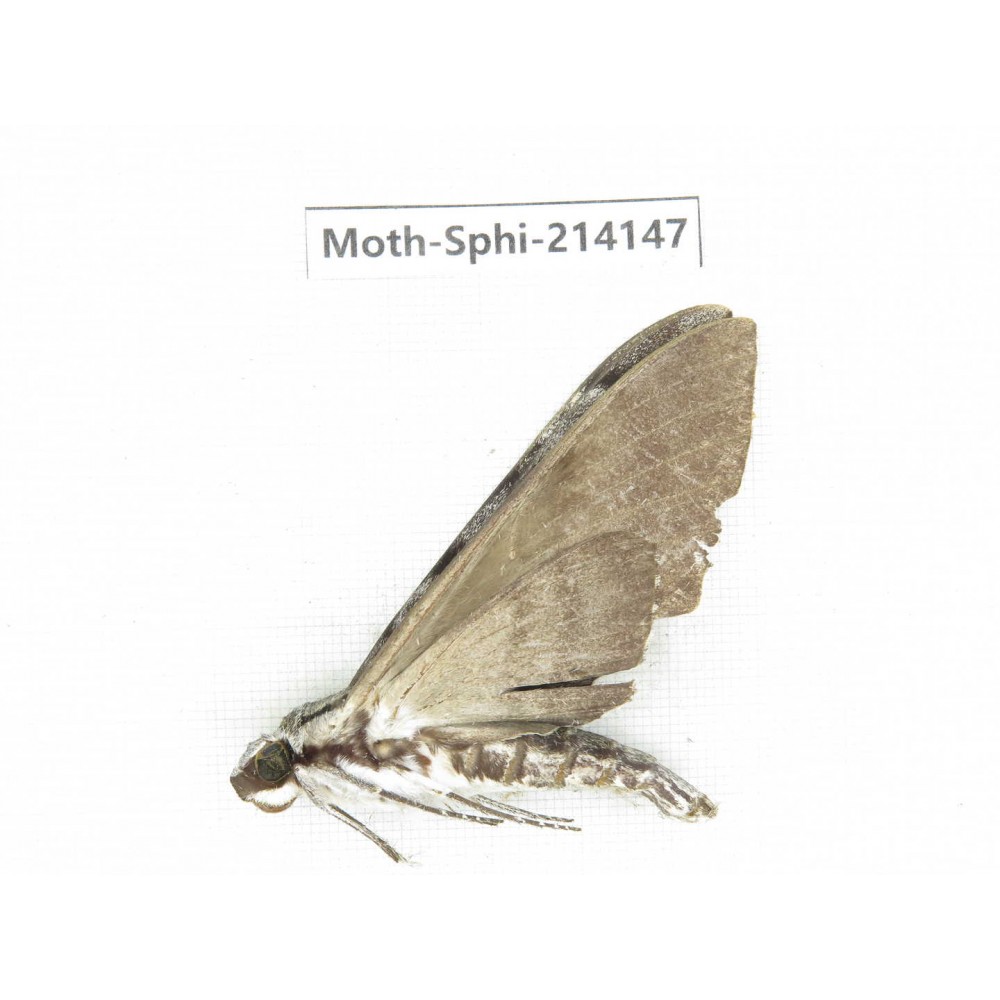 Sphingidae sp. China, Guizhou, Bijie area, Jinsha county. 1Pcs. Moth-Sphi-214147.