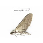 Sphingidae sp. China, Guizhou, Bijie area, Jinsha county. 1Pcs. Moth-Sphi-214147.