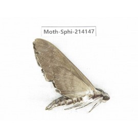 Sphingidae sp. China, Guizhou, Bijie area, Jinsha county. 1Pcs. Moth-Sphi-214147.
