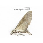 Sphingidae sp. China, Guizhou, Bijie area, Jinsha county. 1Pcs. Moth-Sphi-214148.