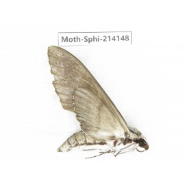 Sphingidae sp. China, Guizhou, Bijie area, Jinsha county. 1Pcs. Moth-Sphi-214148.