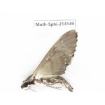 Sphingidae sp. China, Guizhou, Bijie area, Jinsha county. 1Pcs. Moth-Sphi-214149.
