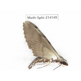 Sphingidae sp. China, Guizhou, Bijie area, Jinsha county. 1Pcs. Moth-Sphi-214149.