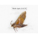 Sphingidae sp. China, Guizhou, Bijie area, Jinsha county. 1Pcs. Moth-Sphi-214176.