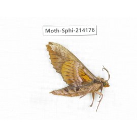 Sphingidae sp. China, Guizhou, Bijie area, Jinsha county. 1Pcs. Moth-Sphi-214176.