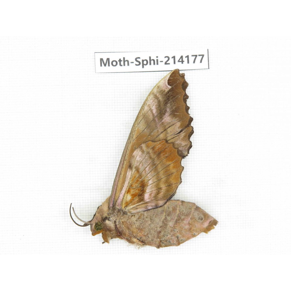 Sphingidae sp. China, Guizhou, Bijie area, Jinsha county. 1Pcs. Moth-Sphi-214177.