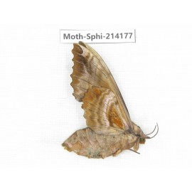 Sphingidae sp. China, Guizhou, Bijie area, Jinsha county. 1Pcs. Moth-Sphi-214177.