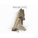 Sphingidae sp. China, Guizhou, Bijie area, Jinsha county. 1Pcs. Moth-Sphi-214181.