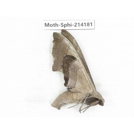 Sphingidae sp. China, Guizhou, Bijie area, Jinsha county. 1Pcs. Moth-Sphi-214181.