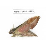 Sphingidae sp. China, Guizhou, Bijie area, Jinsha county. 1Pcs. Moth-Sphi-214189.