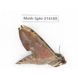 Sphingidae sp. China, Guizhou, Bijie area, Jinsha county. 1Pcs. Moth-Sphi-214189.