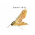Sphingidae sp. China, Guizhou, Bijie area, Jinsha county. 1Pcs. Moth-Sphi-214190.