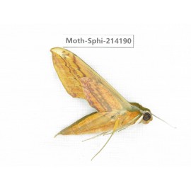 Sphingidae sp. China, Guizhou, Bijie area, Jinsha county. 1Pcs. Moth-Sphi-214190.