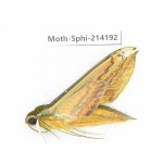 Sphingidae sp. China, Guizhou, Bijie area, Jinsha county. 1Pcs. Moth-Sphi-214192.