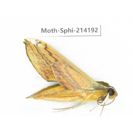 Sphingidae sp. China, Guizhou, Bijie area, Jinsha county. 1Pcs. Moth-Sphi-214192.