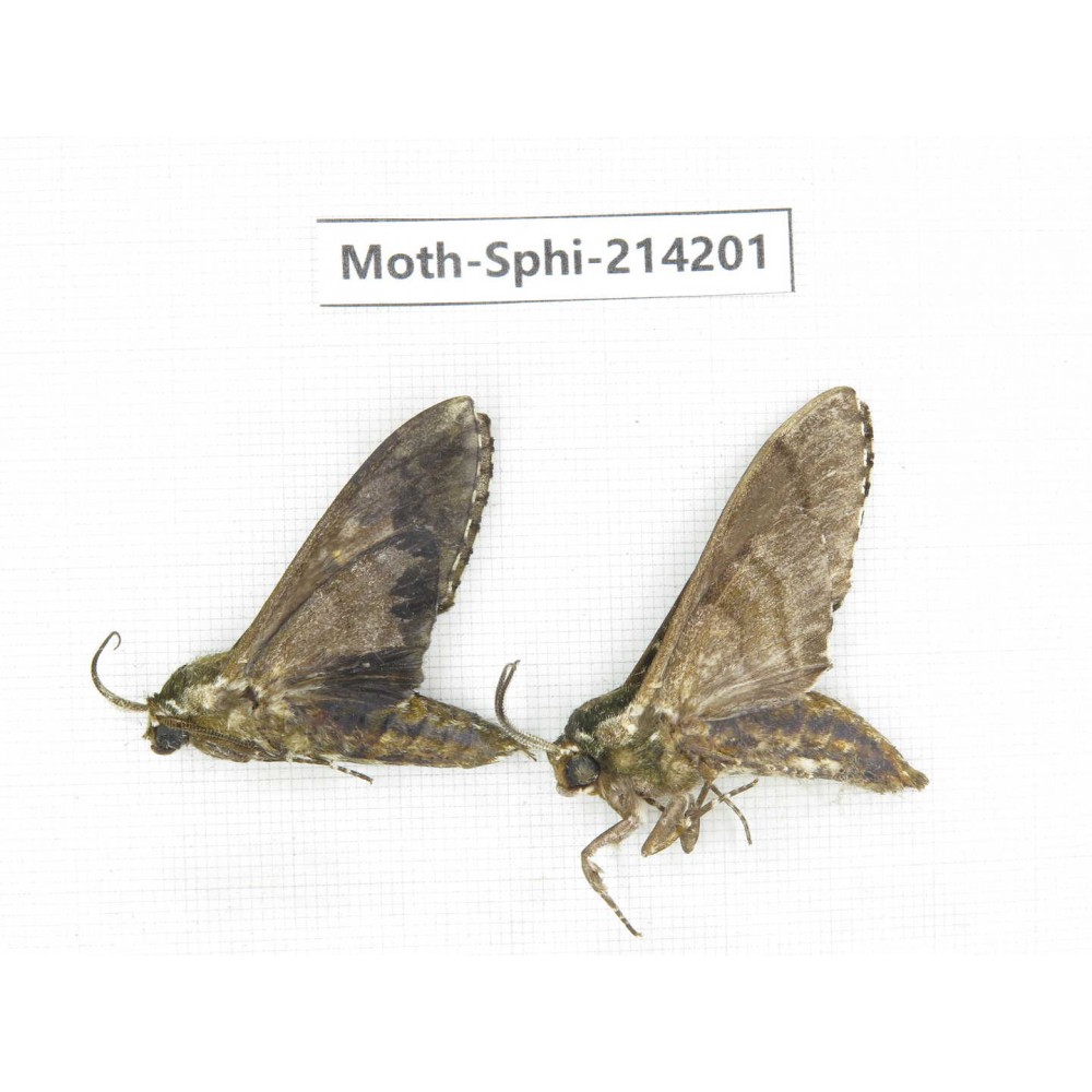 Sphingidae sp. China, Guizhou, Bijie area, Jinsha county. 2Pcs. Moth-Sphi-214201.