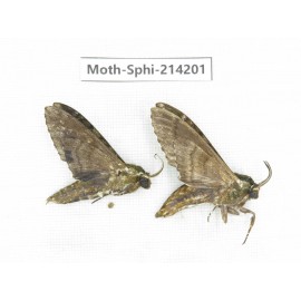 Sphingidae sp. China, Guizhou, Bijie area, Jinsha county. 2Pcs. Moth-Sphi-214201.