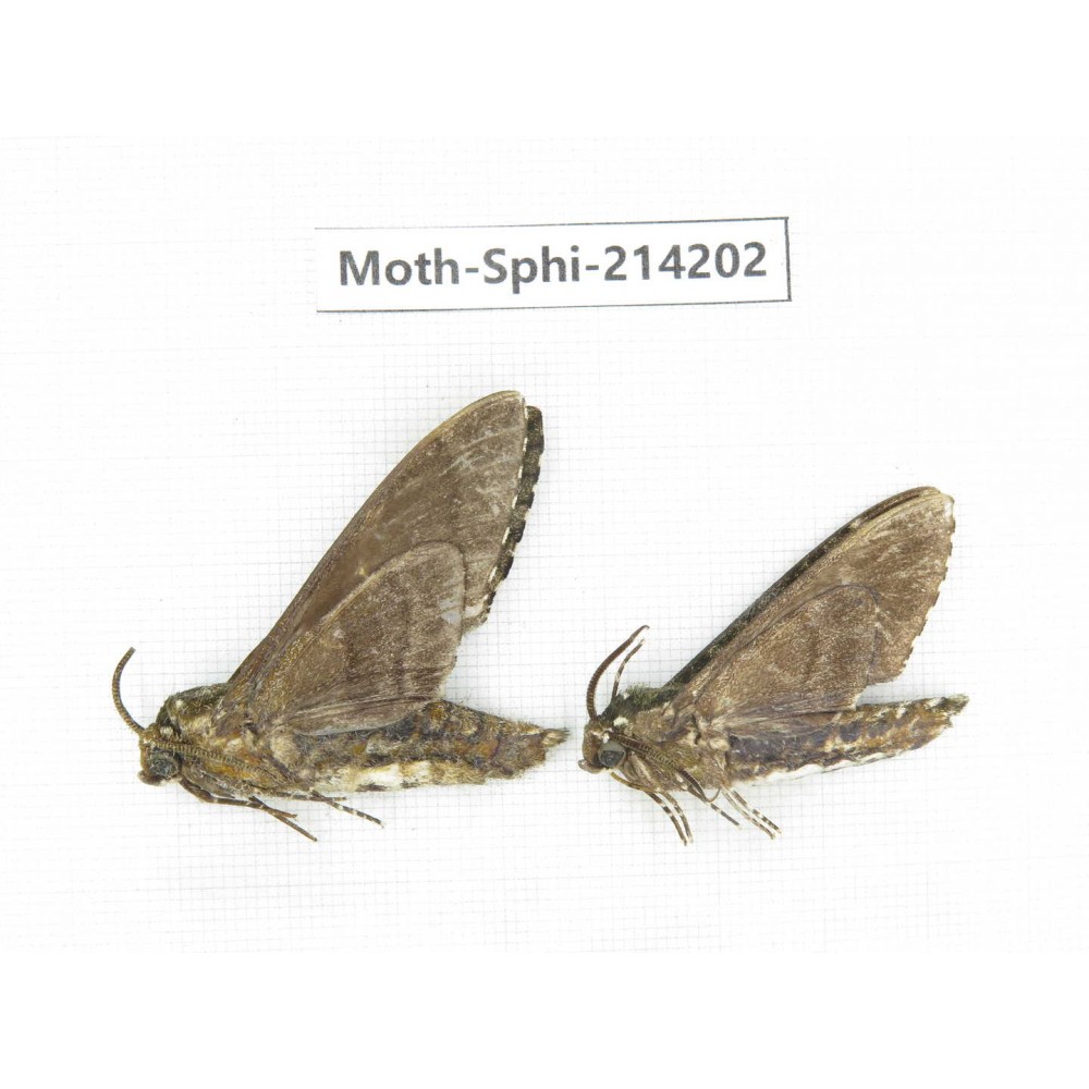 Sphingidae sp. China, Guizhou, Bijie area, Jinsha county. 2Pcs. Moth-Sphi-214202.