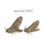 Sphingidae sp. China, Guizhou, Bijie area, Jinsha county. 2Pcs. Moth-Sphi-214202.