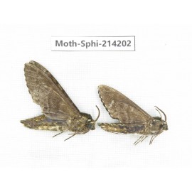 Sphingidae sp. China, Guizhou, Bijie area, Jinsha county. 2Pcs. Moth-Sphi-214202.