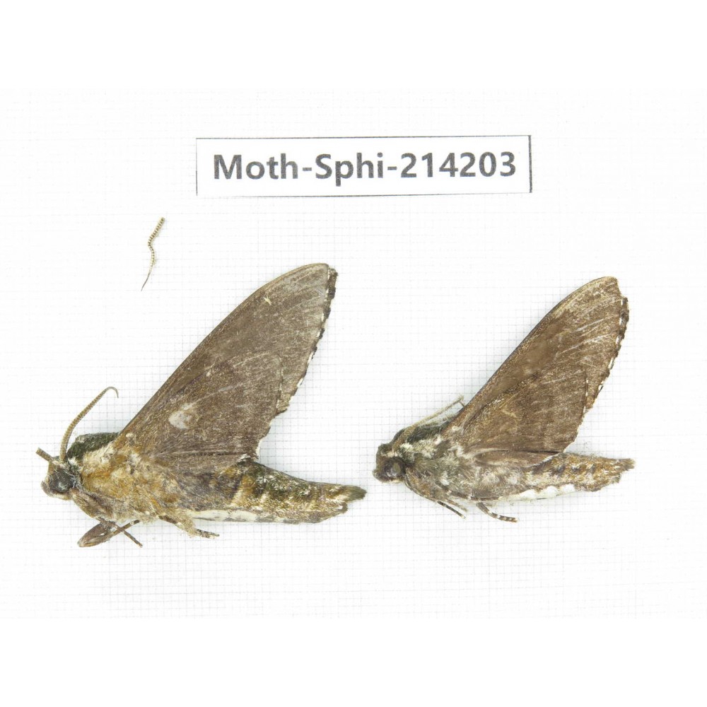 Sphingidae sp. China, Guizhou, Bijie area, Jinsha county. 2Pcs. Moth-Sphi-214203.
