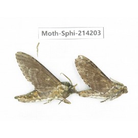 Sphingidae sp. China, Guizhou, Bijie area, Jinsha county. 2Pcs. Moth-Sphi-214203.