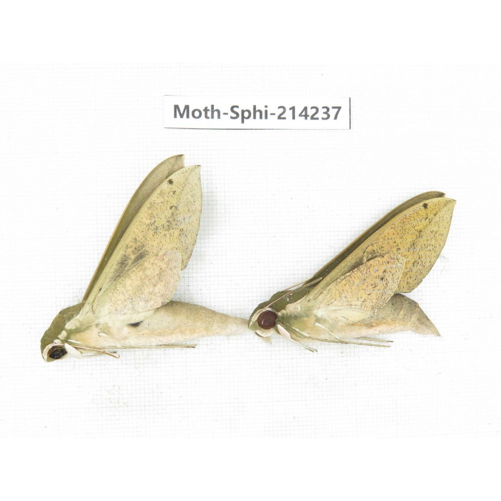 Sphingidae sp. China, Guizhou, Bijie area, Jinsha county. 2Pcs. Moth-Sphi-214237.