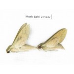 Sphingidae sp. China, Guizhou, Bijie area, Jinsha county. 2Pcs. Moth-Sphi-214237.