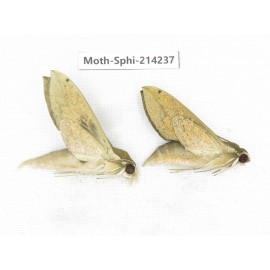 Sphingidae sp. China, Guizhou, Bijie area, Jinsha county. 2Pcs. Moth-Sphi-214237.