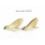 Sphingidae sp. China, Guizhou, Bijie area, Jinsha county. 2Pcs. Moth-Sphi-214238.