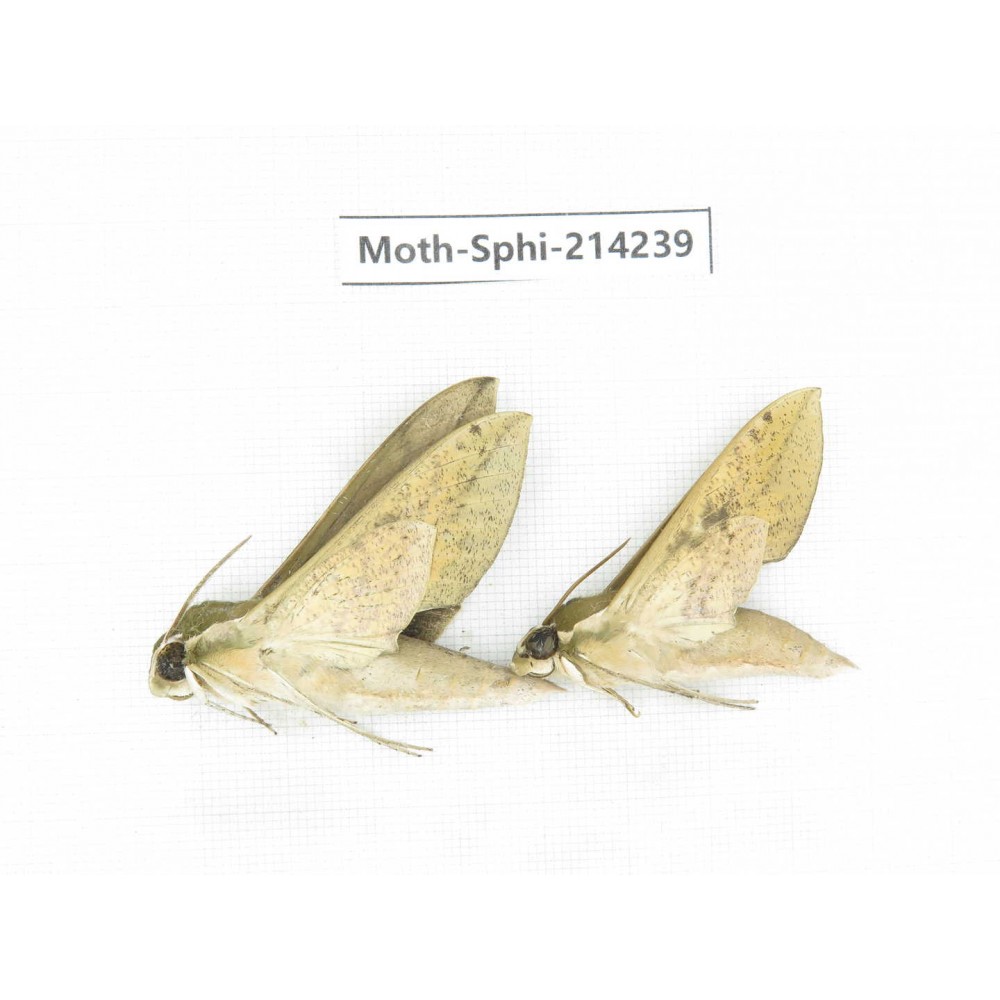 Sphingidae sp. China, Guizhou, Bijie area, Jinsha county. 2Pcs. Moth-Sphi-214239.