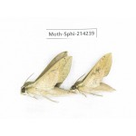 Sphingidae sp. China, Guizhou, Bijie area, Jinsha county. 2Pcs. Moth-Sphi-214239.
