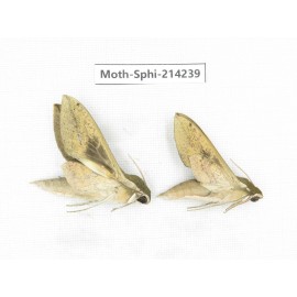 Sphingidae sp. China, Guizhou, Bijie area, Jinsha county. 2Pcs. Moth-Sphi-214239.