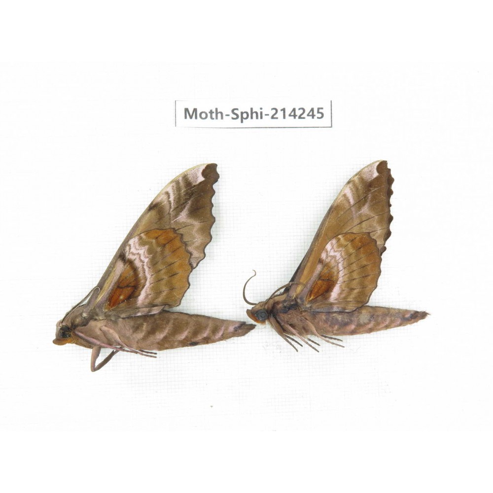 Sphingidae sp. China, Guizhou, Bijie area, Jinsha county. 2Pcs. Moth-Sphi-214245.