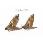 Sphingidae sp. China, Guizhou, Bijie area, Jinsha county. 2Pcs. Moth-Sphi-214245.