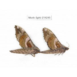 Sphingidae sp. China, Guizhou, Bijie area, Jinsha county. 2Pcs. Moth-Sphi-214245.