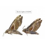 Sphingidae sp. China, Guizhou, Bijie area, Jinsha county. 2Pcs. Moth-Sphi-214246.