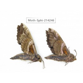 Sphingidae sp. China, Guizhou, Bijie area, Jinsha county. 2Pcs. Moth-Sphi-214246.