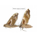 Sphingidae sp. China, Guizhou, Bijie area, Jinsha county. 2Pcs. Moth-Sphi-214247.