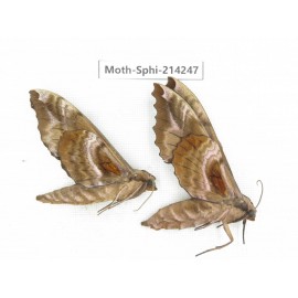 Sphingidae sp. China, Guizhou, Bijie area, Jinsha county. 2Pcs. Moth-Sphi-214247.