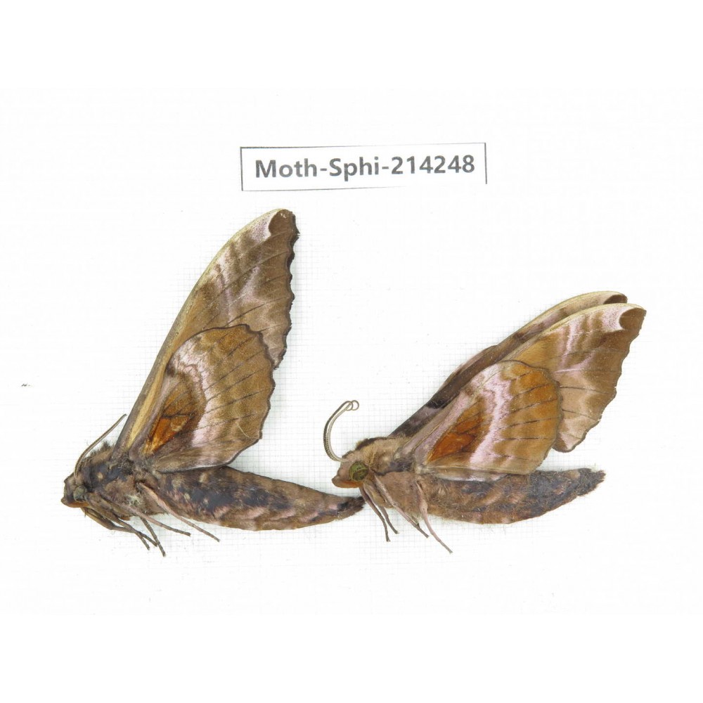 Sphingidae sp. China, Guizhou, Bijie area, Jinsha county. 2Pcs. Moth-Sphi-214248.