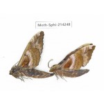 Sphingidae sp. China, Guizhou, Bijie area, Jinsha county. 2Pcs. Moth-Sphi-214248.