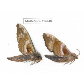 Sphingidae sp. China, Guizhou, Bijie area, Jinsha county. 2Pcs. Moth-Sphi-214248.