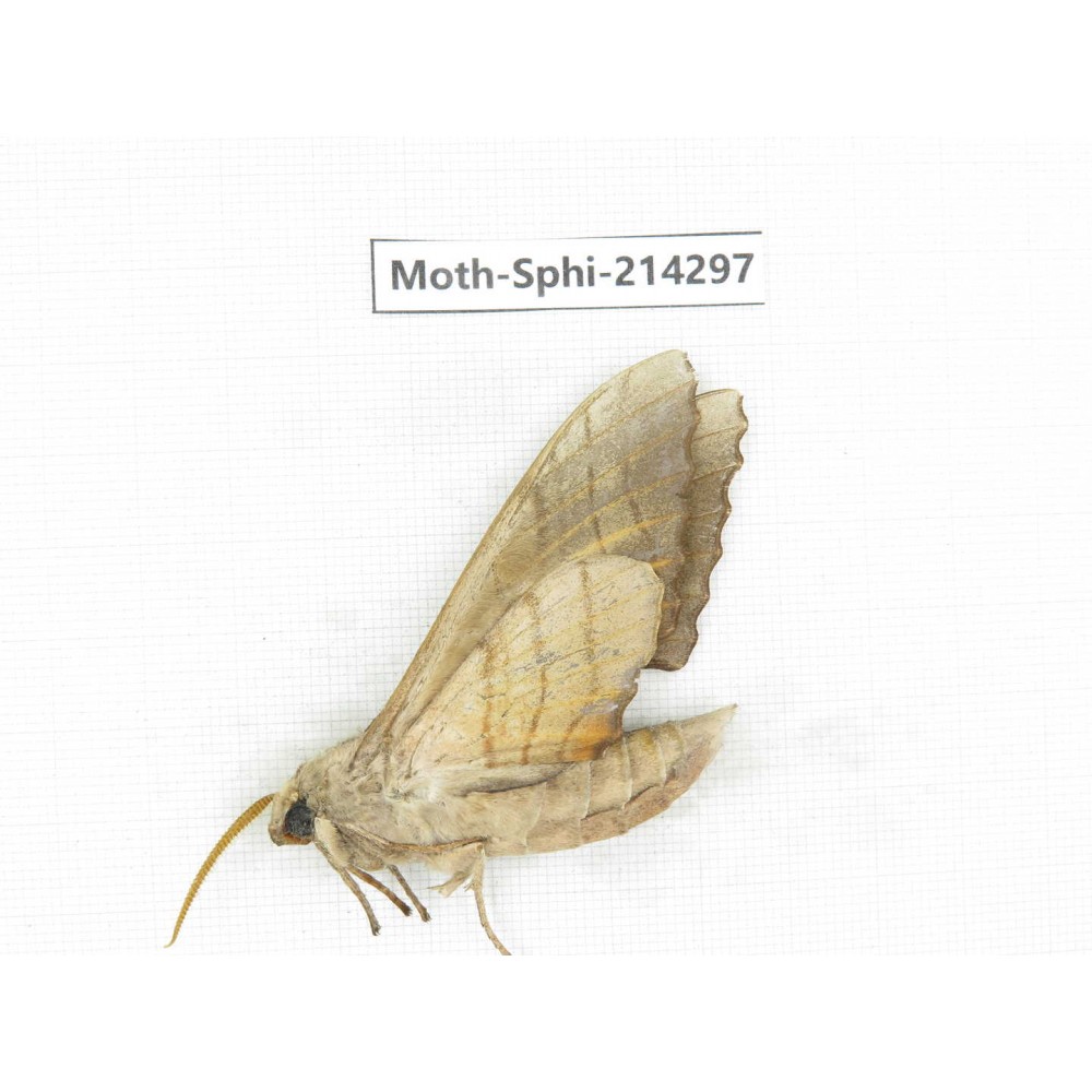 Sphingidae sp. China, Guizhou, Bijie area, Jinsha county. 1Pcs. Moth-Sphi-214297.