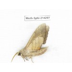 Sphingidae sp. China, Guizhou, Bijie area, Jinsha county. 1Pcs. Moth-Sphi-214297.