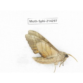 Sphingidae sp. China, Guizhou, Bijie area, Jinsha county. 1Pcs. Moth-Sphi-214297.