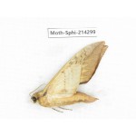 Sphingidae sp. China, Guizhou, Bijie area, Jinsha county. 1Pcs. Moth-Sphi-214299.